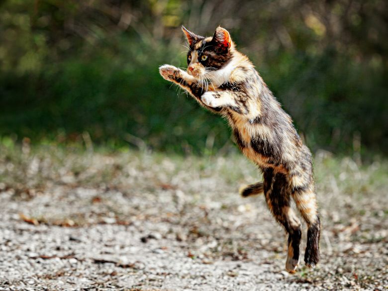 Sonderausstellung Katze: Mit Widersprüchen guten Unterricht gestalten
