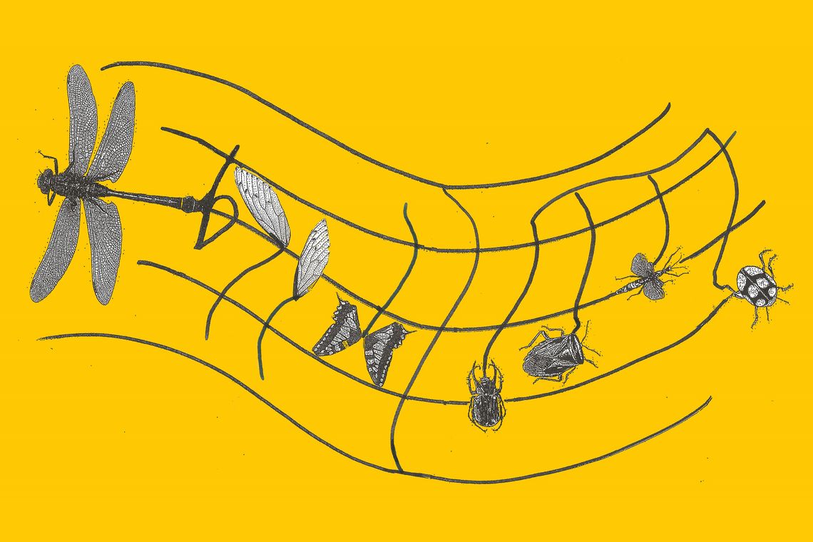 Illustration «Insekten als Noten»