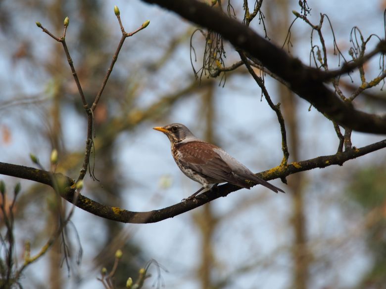 Tier um vier im Naturama-Garten: Wacholderdrossel