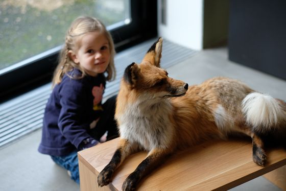 Ein Mädchen sitzt hinter einem präparierten Fuchs