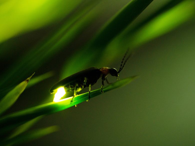 Familiensommer: Glühwürmchen-Nachtzauber