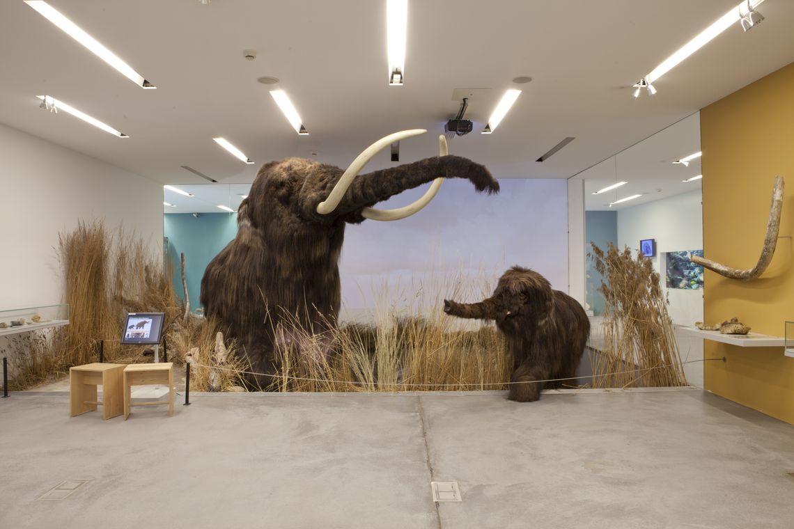 Zwei präparierte Mammuts in der Dauerauststellung des Naturamas
