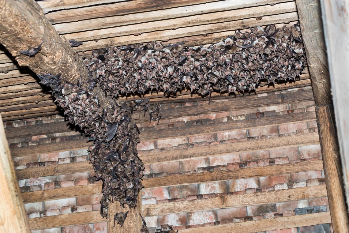 Grosse-Mausohren-Kolonie im Dachstock unter einem Ziegeldach